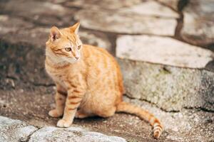 A charming orange tabby cat is sitting gracefully on a stone path photo