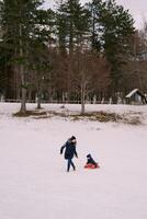 Laughing mother drags a small child on a sled along the edge of the forest. Side view photo