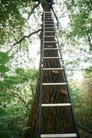 View from below of ladder that is going up on the tree, conception of climbing sports photo