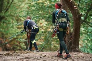 Setting up the ropes.. Man, and woman doing climbing in forest with use of safety equipment photo