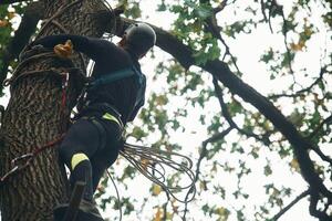 Extreme, sports, hig,h up. Man is doing climbing in the forest by use of safety equipment photo