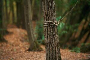 Close up view of tree with climbing rope around it, conception of sport photo