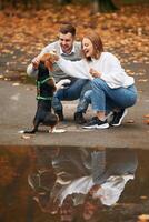 Teaching the tricks, training,. Lovely, couple are with their cute dog outdoors photo
