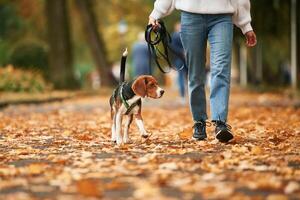 Close, up, view of cocker spaniel dog on a leash, woman in the park photo