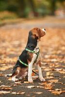 Cute cocker spaniel dog, ,is ,sitting on the ground in the park with fallen leaves photo