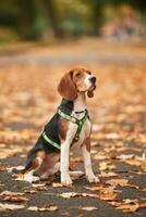 Cute ,,cocker ,spaniel dog ,is sitting on the ground in the park with fallen leaves photo