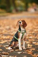 Cute cocker ,spaniel ,dog is sitting, on the ground in the park with fallen leaves photo