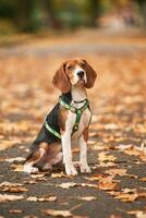 Cute cocker spaniel dog, is, sitting, on the ground in the park with fallen leaves photo