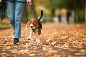 Having a ,walk. Close up ,view of cocker spaniel dog on a leash, woman in the park photo
