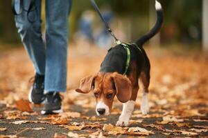 Having a ,walk. Close, up view of cocker spaniel dog on a leash, woman in the park photo