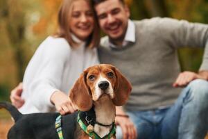 Sitting, resting.. Lovely couple are with their cute dog outdoors photo
