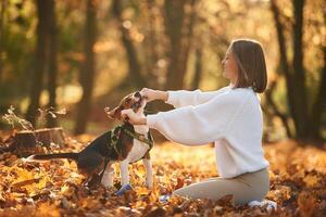 Weekend activities. Woman is with her cute dog in the autumn forest photo