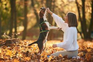 Playing, with wooden stick... Woman is with her cute dog in the autumn forest photo