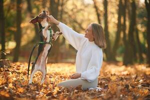 Playing with wooden stick. Woman, is, with her cute dog in the autumn forest photo
