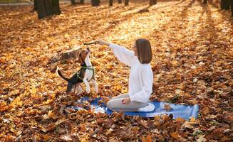 Woman is with her cute dog in the autumn forest photo