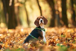 Sitting, enjoying nature. Cute dog with leash is in the autumn forest at daytime photo