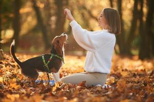 Side view, playing. Woman is with her cute dog in the autumn forest photo