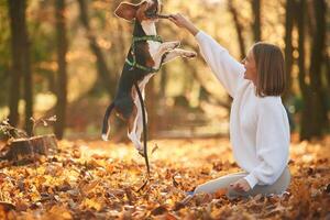 Animal is jumping to the wooden stick. Woman is with her cute dog in the autumn forest photo