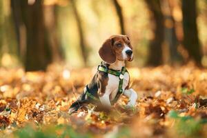 Sitting, enjoying nature. Cute, dog, with leash is in the autumn forest at daytime photo