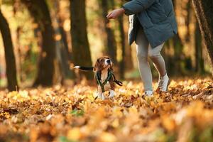 Ground view. Woman is with her cute dog, in the autumn forest photo