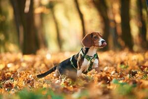 Cute dog with leash is in the autumn forest at daytime photo