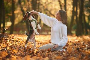 Playing with,, wooden stick. Woman is with her cute dog in the autumn forest photo