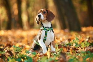Sitting, enjoying nature. Cute, dog with leash is in the autumn forest at daytime photo