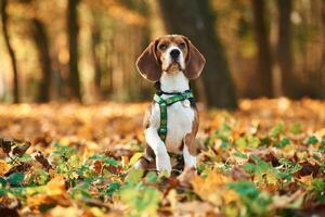 Sitting, enjoying nature.. Cute dog with leash is in the autumn forest at daytime photo