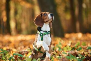 Sitting, enjoying, nature. Cute dog with leash is in the autumn forest at daytime photo