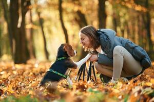 Giving the, paw. Woman is with her cute dog in the autumn forest photo