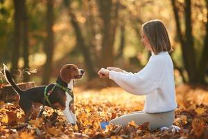 Weekend activities.. Woman is with her cute dog in the autumn forest photo