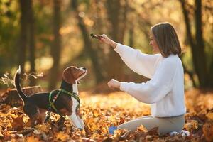 Playing with ,wooden stick. Woman is with her cute dog in the autumn forest photo