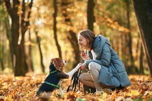 Giving, the paw. Woman is with her cute dog in the autumn forest photo