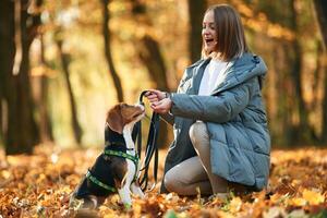 Woman, is with her cute dog in the autumn forest photo