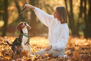 Playing, with wooden stick. Woman is with her cute dog in the autumn forest photo