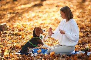 Side, view, playing. Woman is with her cute dog in the autumn forest photo