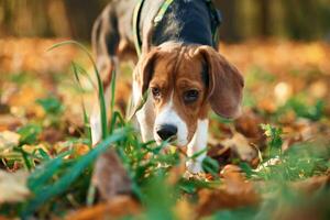 Cute, dog with leash is in the autumn forest at daytime photo