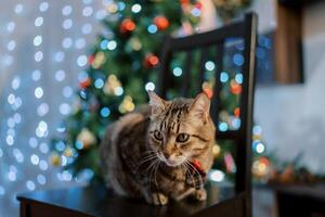 Tabby cat in a small colorful tie sits on a chair near a Christmas tree sparkling with garlands photo