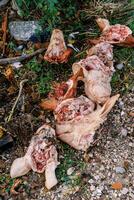 Severed pig heads are lying in a dump in the forest photo