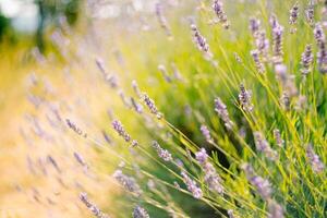 Serene Lavender Fields Captured in a Soft and Gentle Focus photo