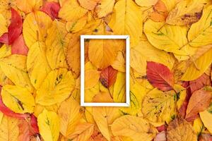 Vertical thin white hollow frame lies on yellow leaves background photo