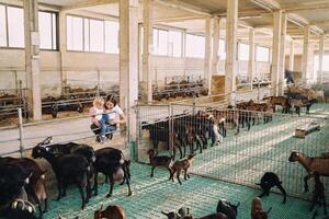 Mom with a little girl in her arms squatted next to the fence and looks at the goats on the ranch photo