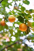 Yellow persimmon grows on the green branches of a tree photo