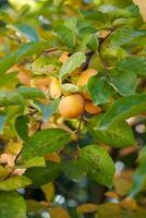 Ripe persimmon hangs in clusters on the green branches of a tree in the garden photo