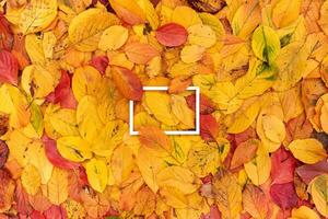 Horizontal white hollow frame partially covered with leaves from above and below lies on yellow foliage photo