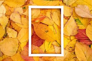 Hollow white vertical frame lies in the center of yellow autumn leaves photo
