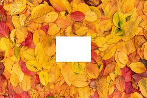 Rectangular horizontal white empty frame lies on the yellow foliage photo