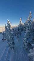 Dynamic FPV drone flight through winter forest covered in fresh snow, with mountain views and morning sunlight. video