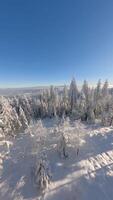 Immersive FPV drone flight through winter forest covered in fresh snow, with mountain views and soft morning sunlight. video
