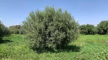 olive grove in the middle of a field video